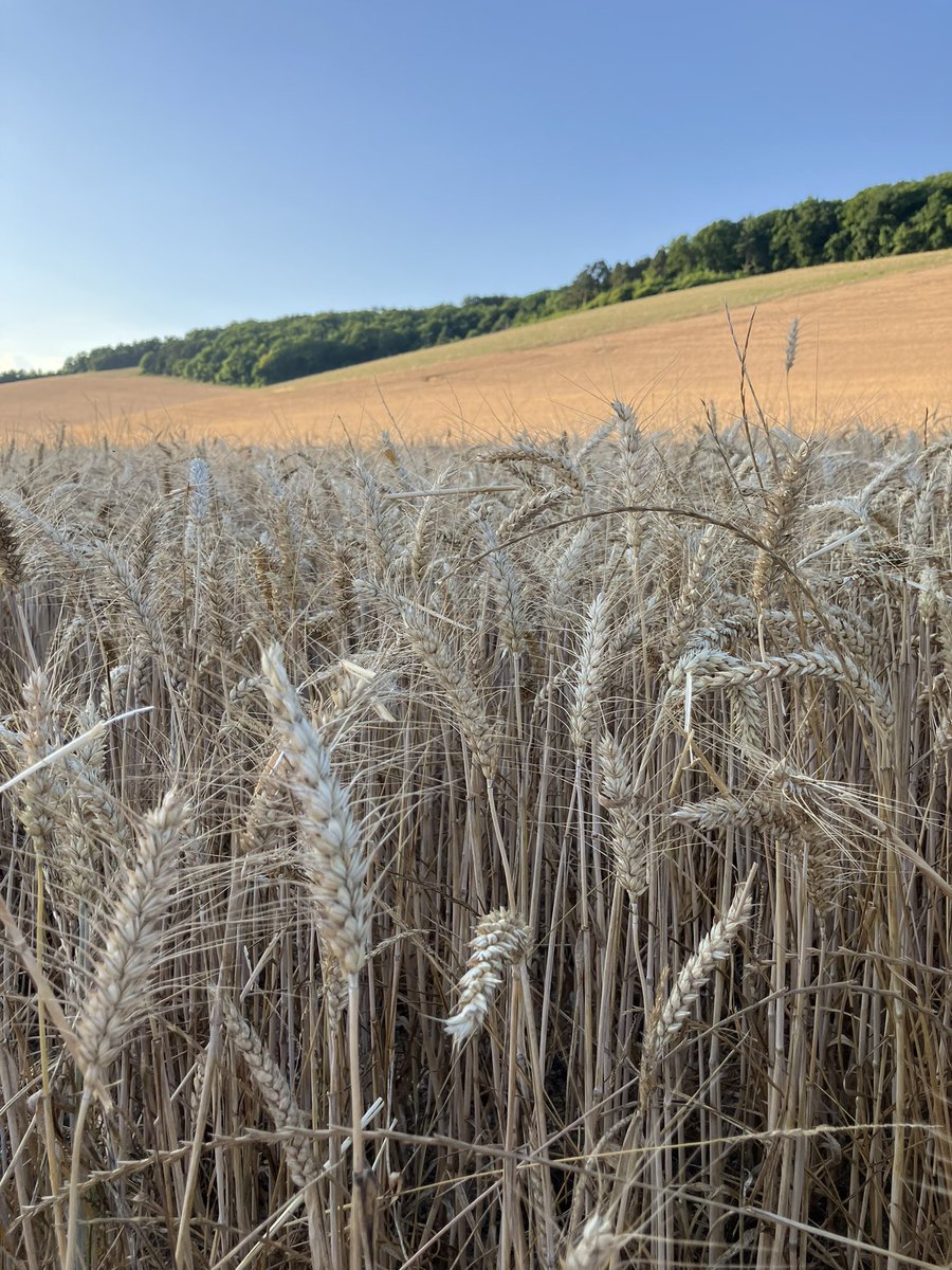 Récolte des colza il y a parfois encore du vert 🚜🤠 il faudra être patient ou trouver la bonne parcelle.
Début aussi des blés🌾le 1er semé. La 1ere impression RDT est bonne et stt le PS avec 80 😜