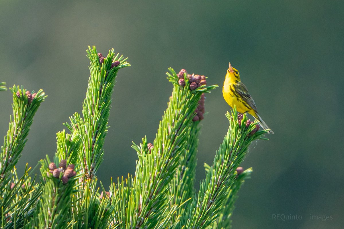 Eastern Towhee and Prairie Warbler, singing their hearts out, East Hampton NY. #birdwatching #birdphotography #nature