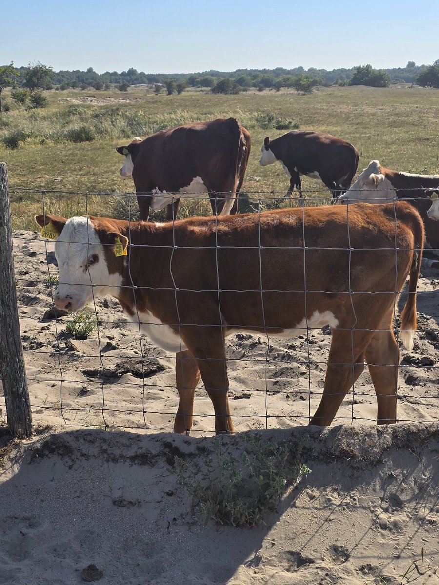 FreetimeAdventu's tweet photo. Burgh-Haamstede
------------------
#burghhaamstede #cows #spazieren #heimat #Tiere  #himmelblau #natur #freetimeadventure #zoo  #landschaft  #niederlande #kühe #animals #photooftheday #photography #photographer #netherland
#Zoo #NaturePhotography #nature https://t.co/hKzENdkuaK