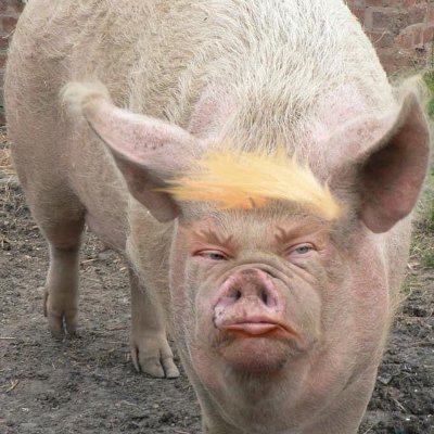 mein idealer lebenszweck
sind borstenvieh und schweinespeck

My ideal purpose in life
are bristly cattle and pork bacon
