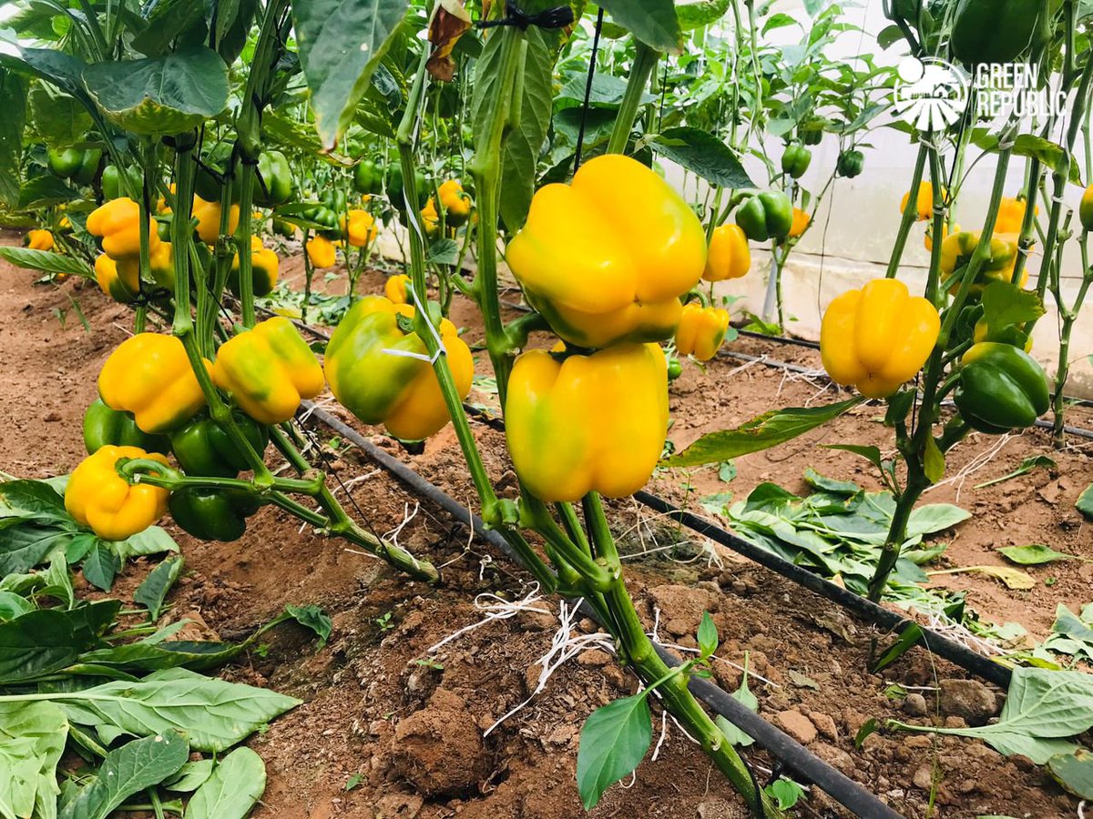 Yellow July, wishing you a bright new month from all of us at Green Republic Farms 

You can send DM to place order for your bell peppers 😉 fresh from our greenhouses.

📷 GRF

#FarmWithGRF