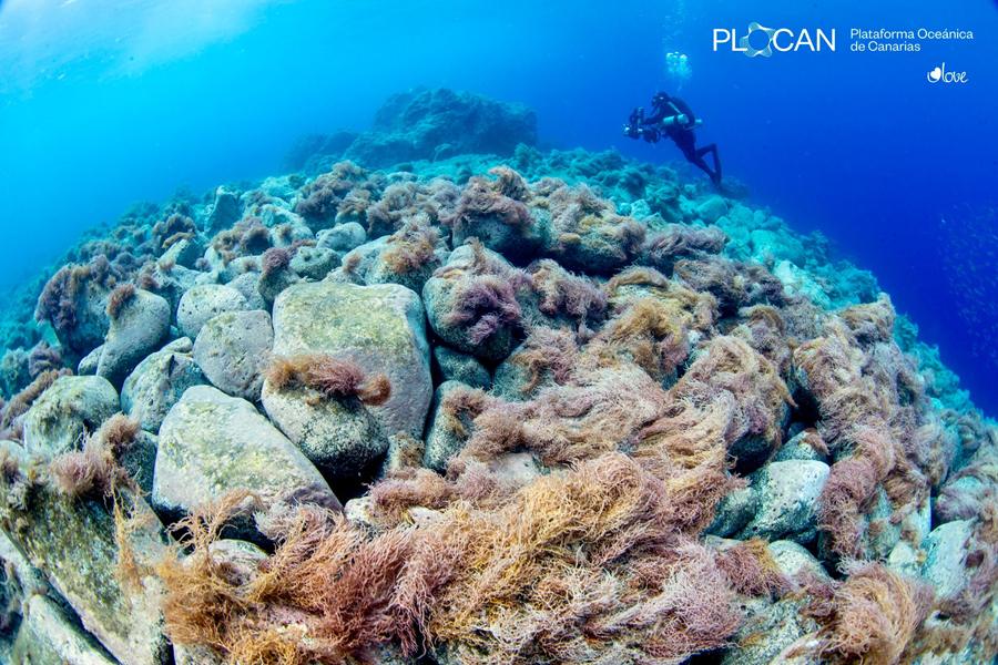 elapuron's tweet photo. La vida submarina se abre paso en las nuevas fajanas de La Palma
https://t.co/Z1iye6paik
#proyectodelta #PLOCAN #ilovetheworld #vidasubmarina #fajanas #Tajogaite #LaPalma #laislabonita https://t.co/O2inVqmBRO