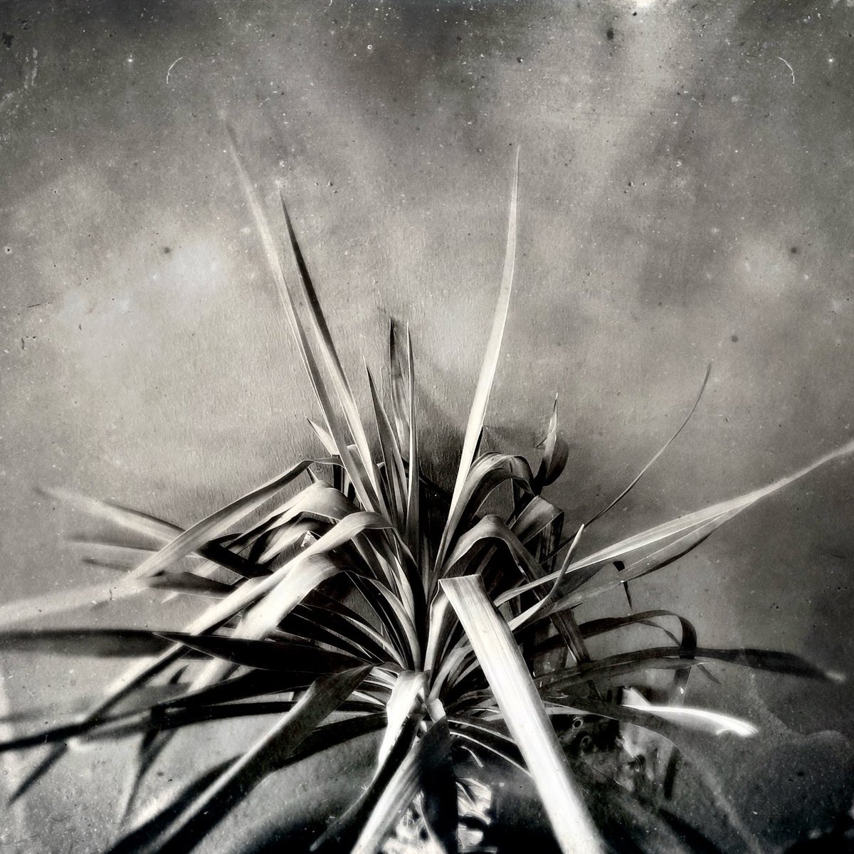 direction
#arizona #phoenix #desert #nature #bnw