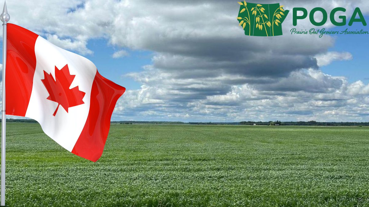 Happy Canada Day from POGA! 
Today we celebrate the country we’re proud to call home. 
From golden fields to global markets, Canadian oats are a world-class crop thanks to our farmers, researchers, and industry partners.
Wishing everyone a safe, and oat-filled Canada Day! 🇨🇦🌾