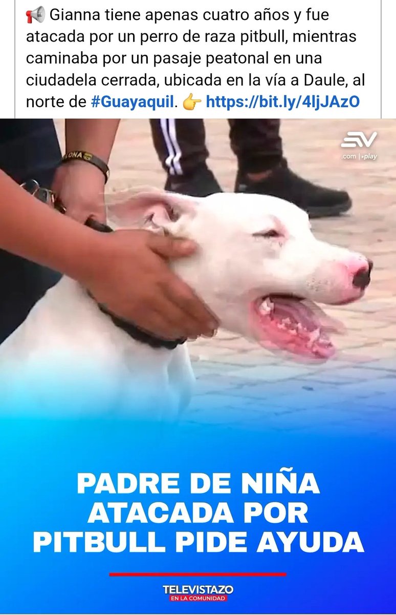 Somos una sociedad pasiva. Ignorante. Llena de supersticiones y moralejas. Los pitbull atacan niños todo el tiempo, las autoridades no hacen absolutamente nada frente a eso. Muchos defienden a los atacantes como seres de luz. Siempre la misma raza.