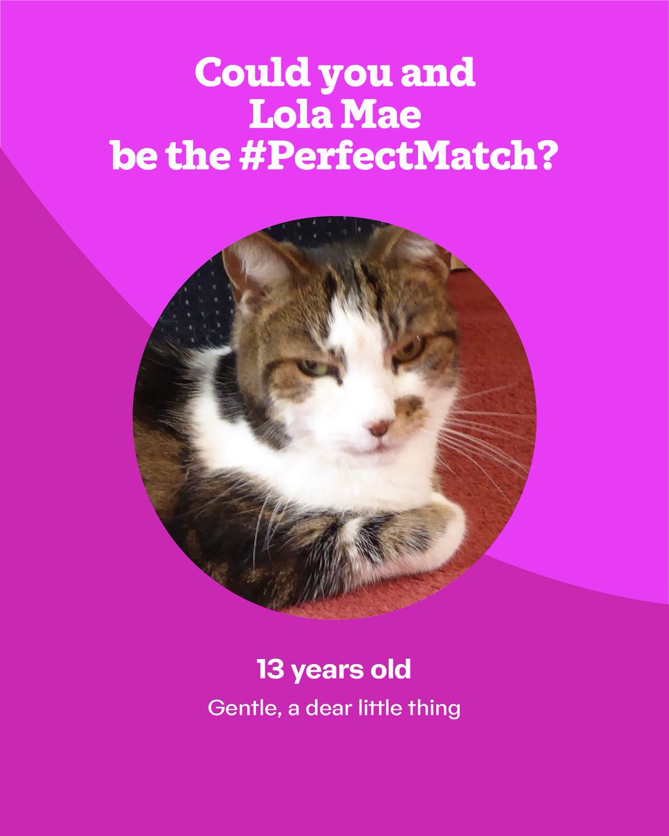 #rehomehour Retirement 🏠 needed for gentle &amp; sweet Lola Mae (no other pets🙏). She likes the quiet life, pottering in the garden but otherwise staying in the house. Meat stick treats a bonus! For + info tinyurl.com/3vf7tvt3 #AdoptDontShop #CatsOfTwitter #CatsOfX #PerfectMatch