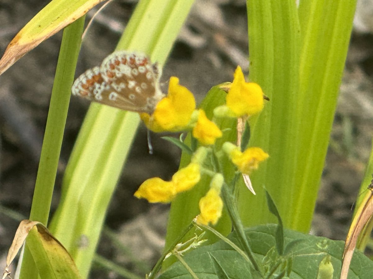 Stephen Moss tweet media