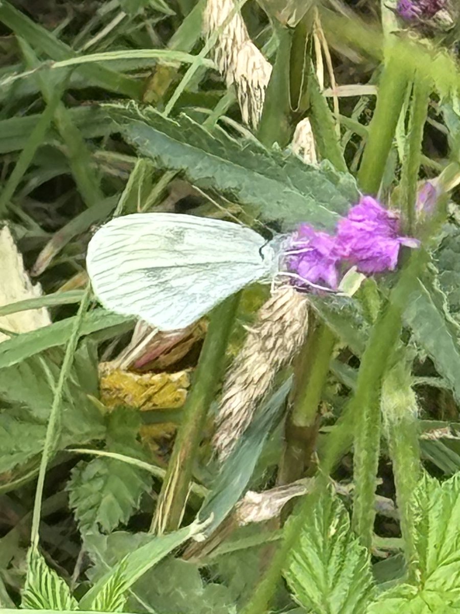 Stephen Moss (@stephenmoss_tv) on Twitter photo An astonishing 21 butterfly species - one third of uk total - <a href="/worcswildlife/">WorcestershireWildlife</a> reserve Grafton Wood - ringlet, brown Argus and wood white here, & many others. My expert friend Brett Westwood found most of them for me, novelist Jim Crace and <a href="/GregMLeadbetter/">Gregory Leadbetter</a> An astonishing 21 butterfly species - one third of uk total - <a href="/worcswildlife/">WorcestershireWildlife</a> reserve Grafton Wood - ringlet, brown Argus and wood white here, & many others. My expert friend Brett Westwood found most of them for me, novelist Jim Crace and <a href="/GregMLeadbetter/">Gregory Leadbetter</a>
