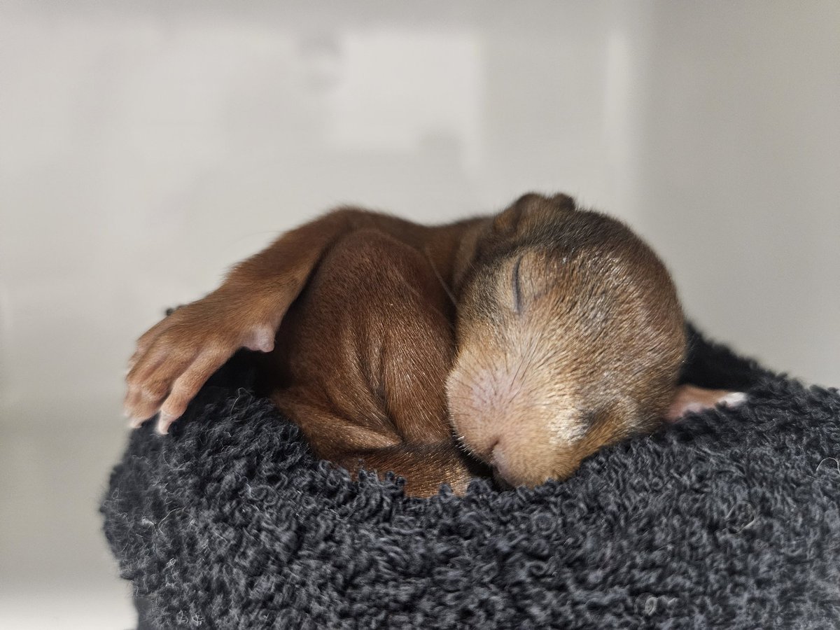 Hitte protocol vanavond. Er zit geen airco achterin de dierenambulance, dus wij laten nu zoveel mogelijk de dieren brengen. Het is veel te warm achterin. 
Veel dieren springen momenteel door de warmte hun nesten uit.

#DierenambulanceLeven