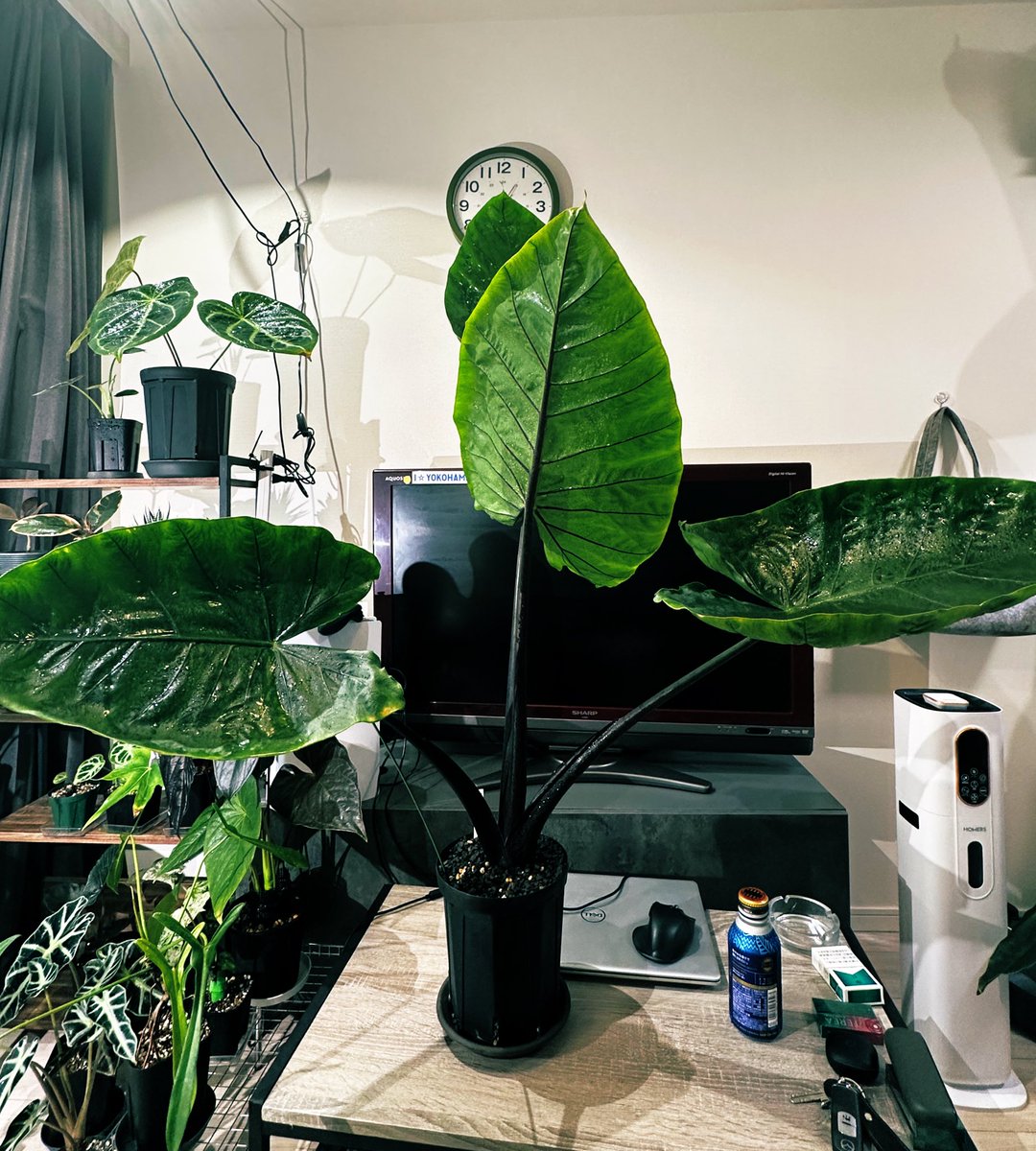 segitake's tweet image. 新葉50センチ超えた…。