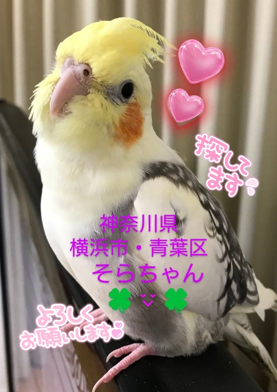 ワンコちゃん☺️ on X: 