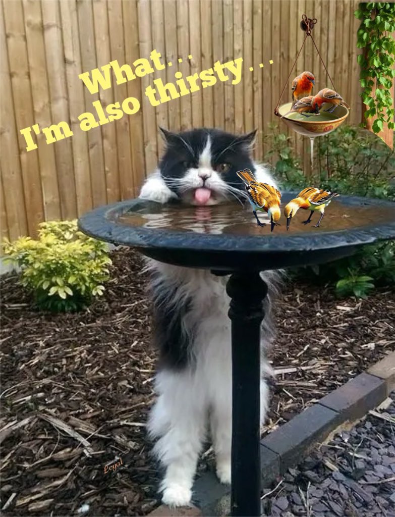 I hope you can make it through the heat wave.🥵
The animals need us too. 🥰
Put water drinking bowls for birds and other animals in the garden or balcony. 😘🐦‍⬛🐞🦋 #HeatWave #WaterForAnimals #OpLove for animals😊