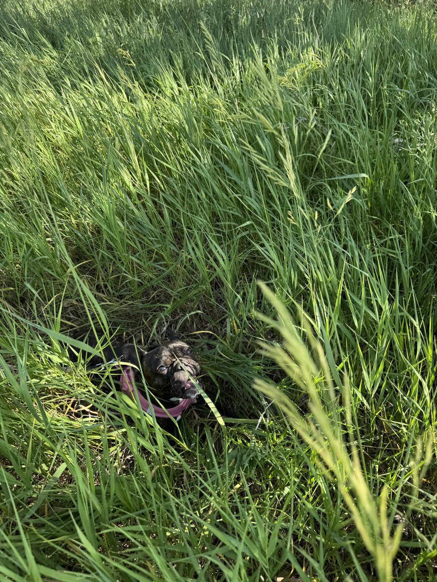 AlgaeIsLife's tweet photo. my dog like grass 😎 https://t.co/NJmR6bJ7hj