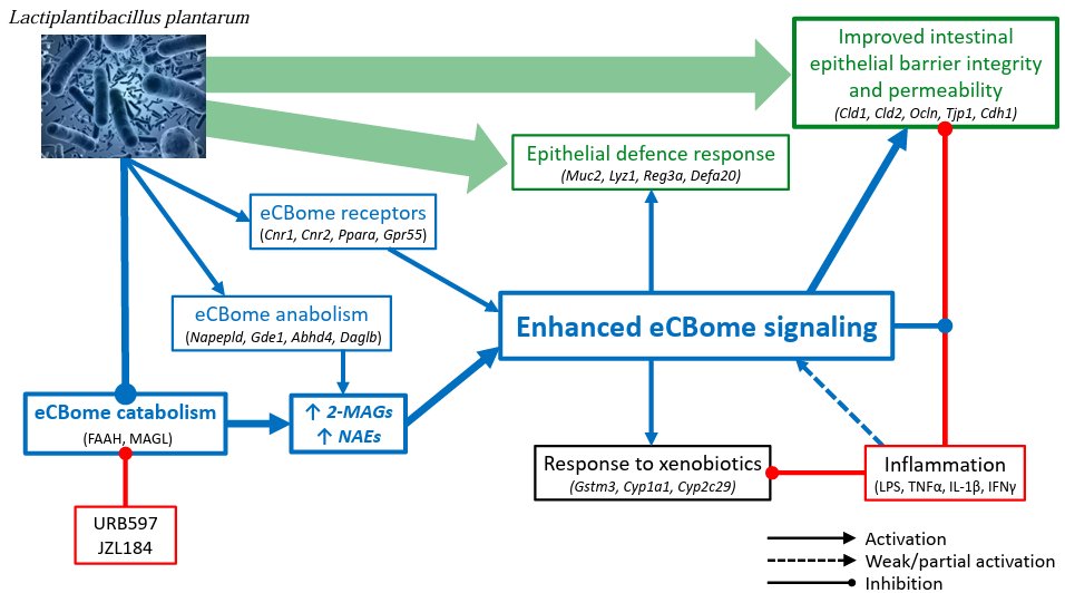 ajpgi's tweet image. Check out today&apos;s #ArticleinPress on #probiotics and their effects, Lactiplantibacillus Plantarum strengthens the intestinal barrier: involvement of the #endocannabinoidome (Bénédicte Allam-Ndoul et al.):

ow.ly/Gmrl50WjiVA