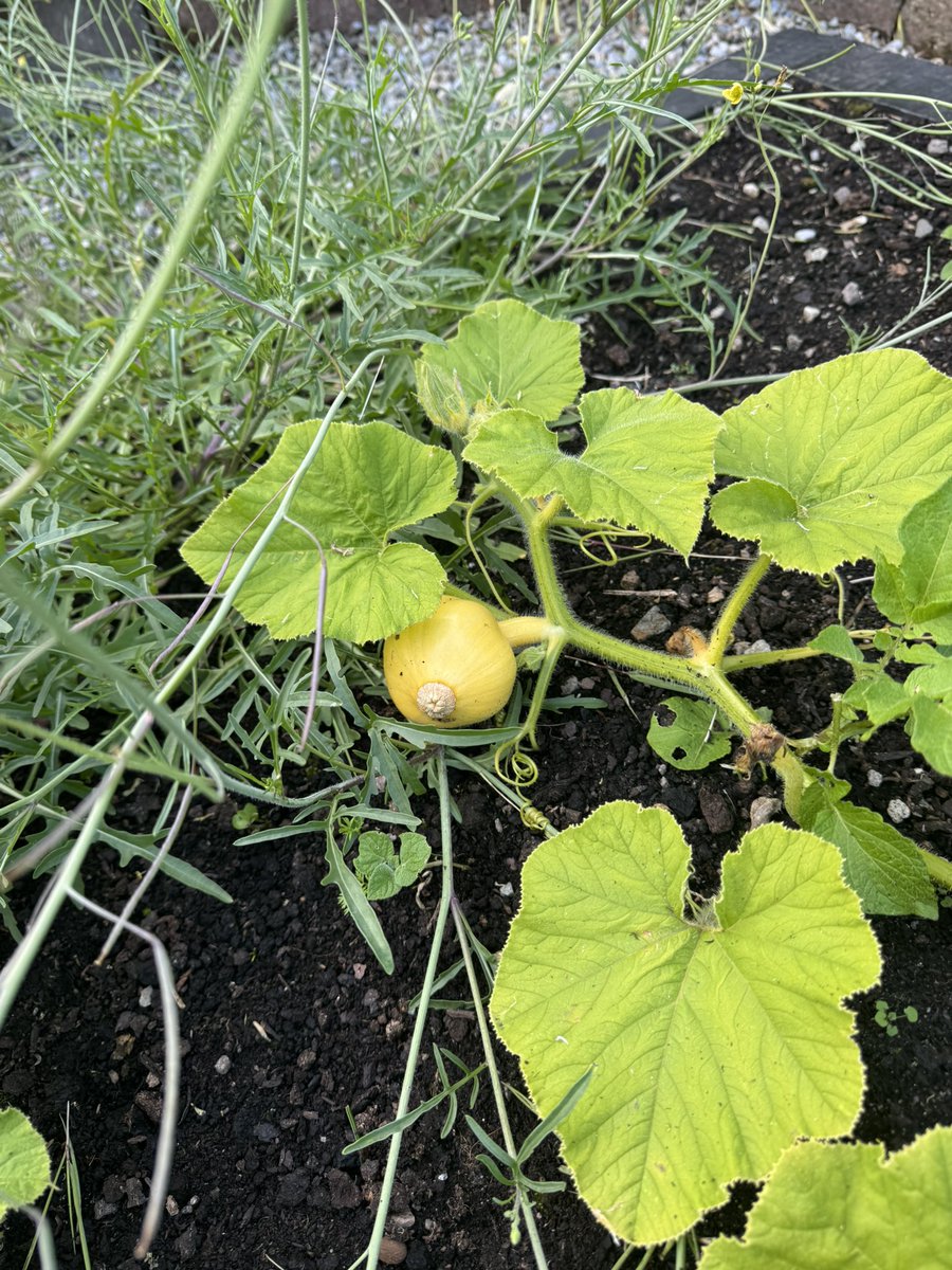 Frank D'Arcy tweet media