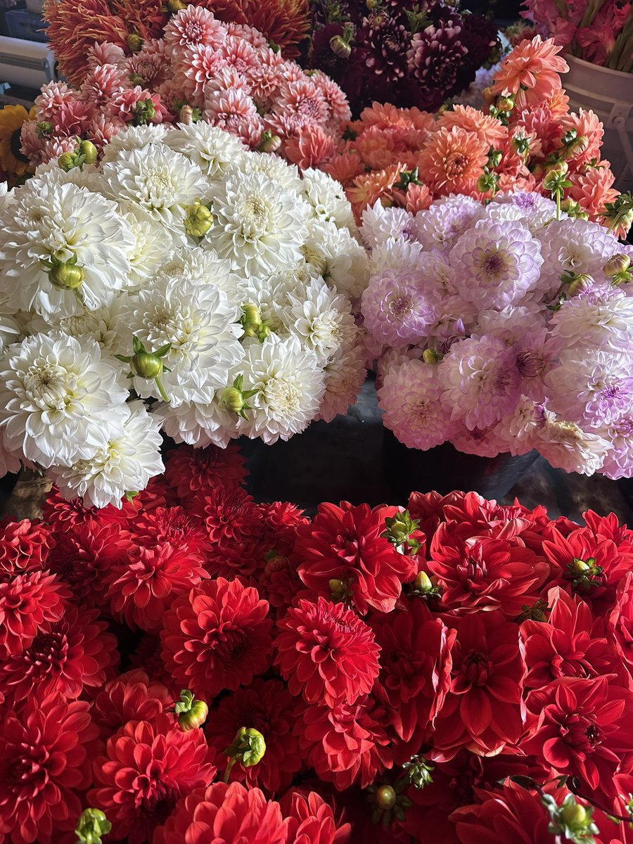 timeline cleanser 🌸💐🌼