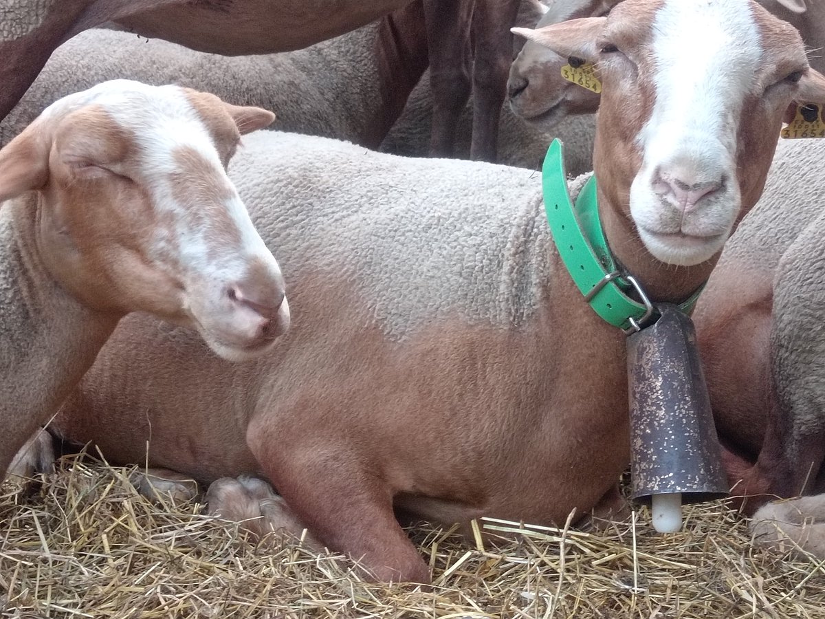 Les #Tiues 🐑🐑
#Roges #Andorranes
#SomRaçaAutòctonaDeMuntanya