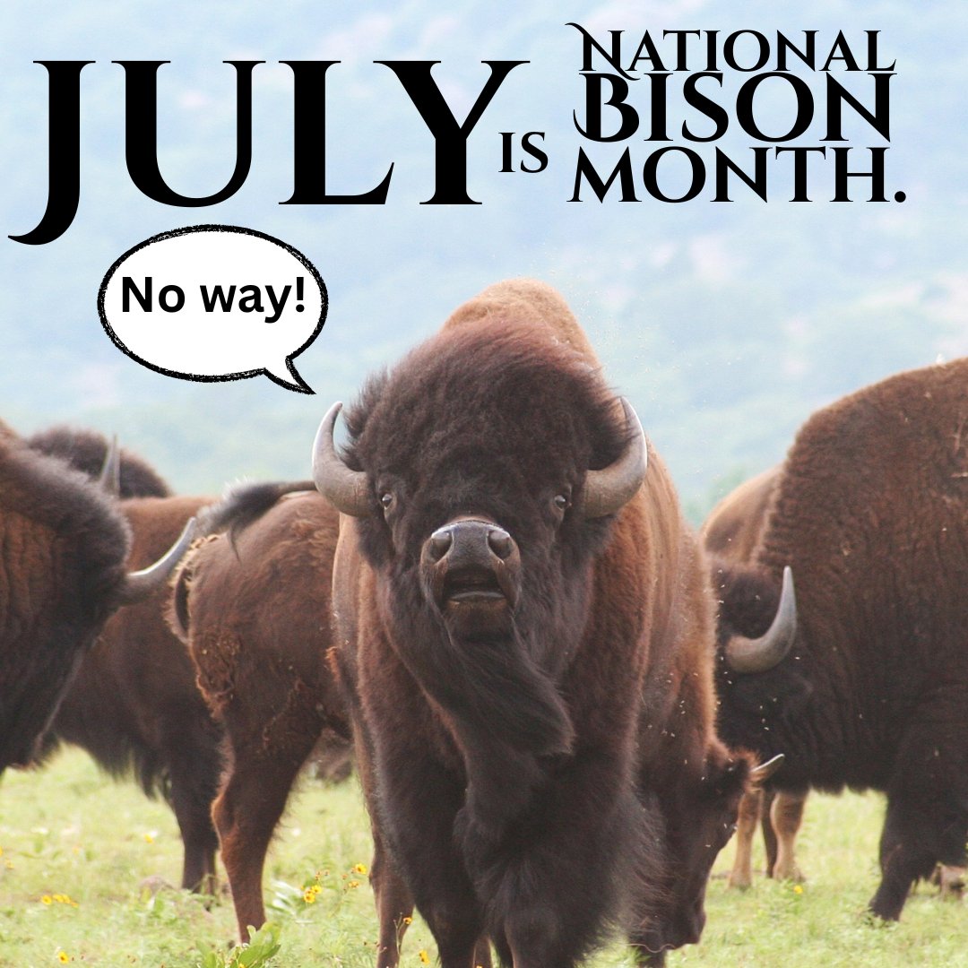 #nationalbisonmonth 
#obu.bison