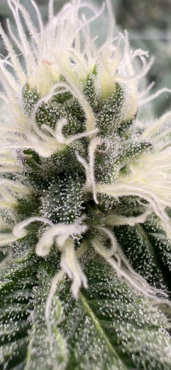 wavingcathash's tweet image. Grease Fire No.6, day 27 
(Grease Bucket 11 (Plumbers Cut) x Gassy Taffy)
Bred by: @symgenetics x GrowLokey
Selected by: @pure_melt