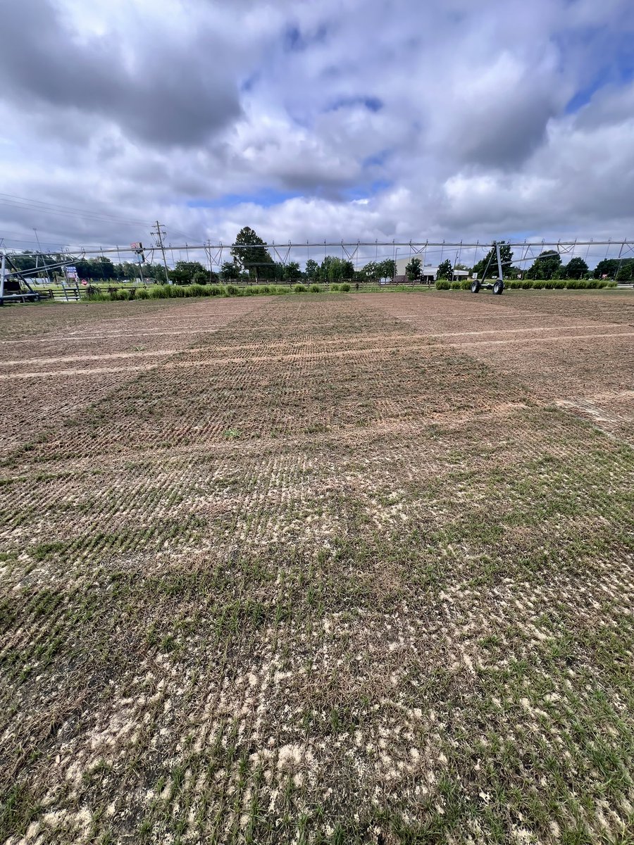PhillipVines's tweet image. This perennial ryegrass trial changed quite a bit over the past two weeks. Makes easy work of selecting the disease resistant individuals. #turfbreedingforthefuture