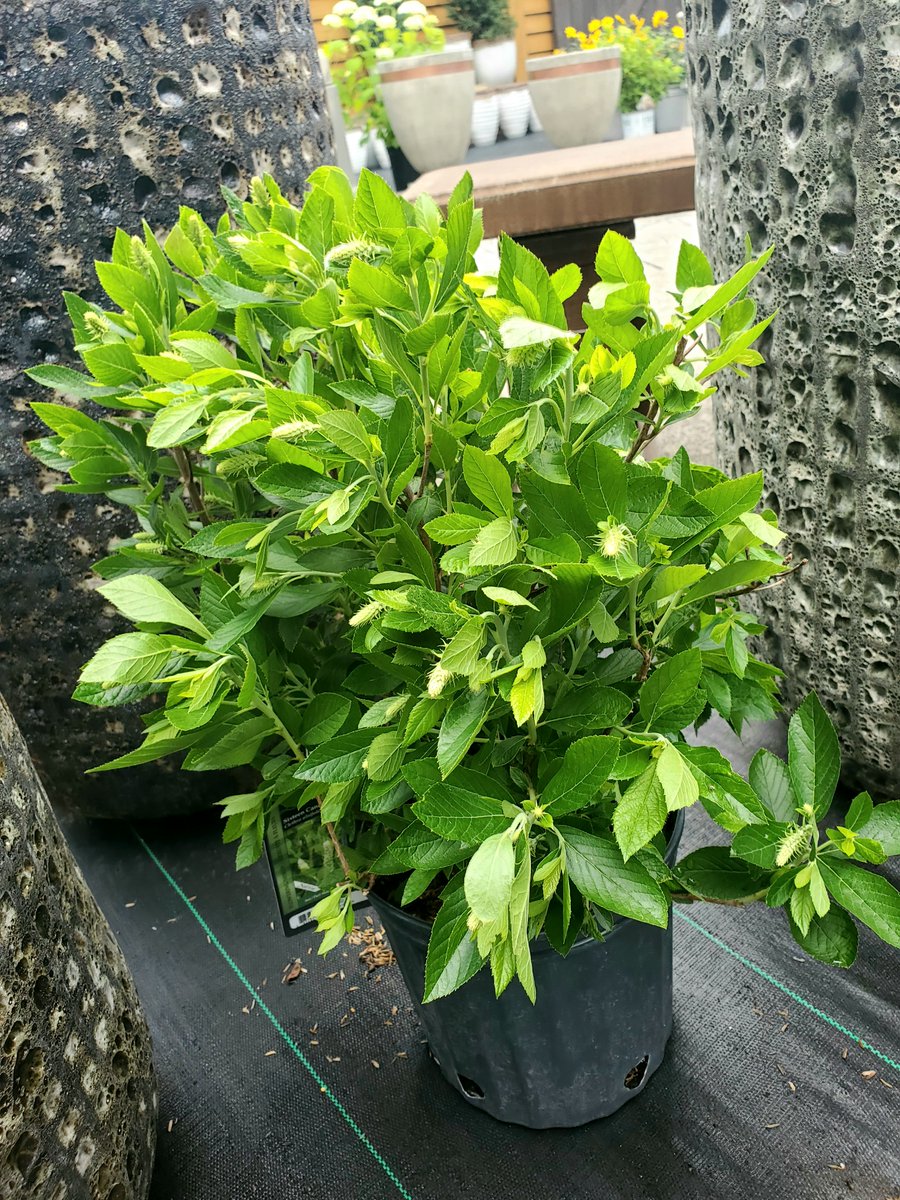 Shrubs and perennials add year-round structure, colour, and texture to any garden.

Come by today to check out our selection!

#thebloomingardener #localgreenhouse #shrubs #perennials #open7days #seasonalgreenhouse #enhanceyourgarden #yqgbusiness