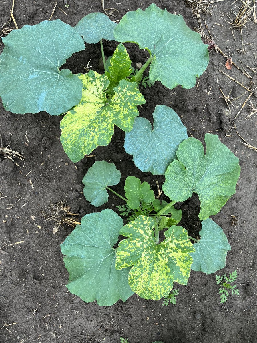 James Ferrier tweet media