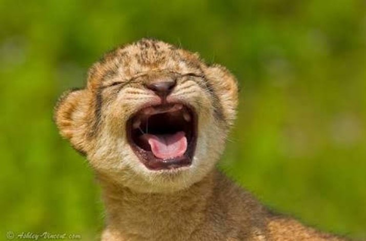 sovesolve's tweet image. Ama Vipi? Mr. Politician? #77NiNumbers