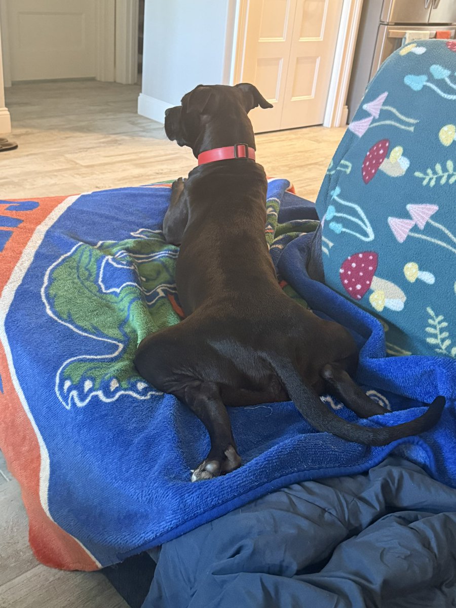 Pub sub #4 of the week but forgot to take a picture. Instead here’s a picture of my friend’s adorable pup with his frog leg lounging position.