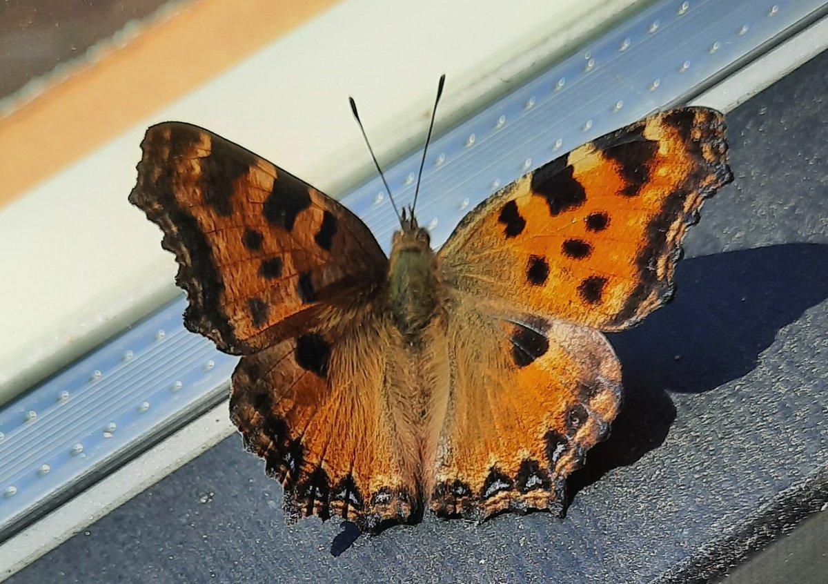 Roelof Koops tweet media