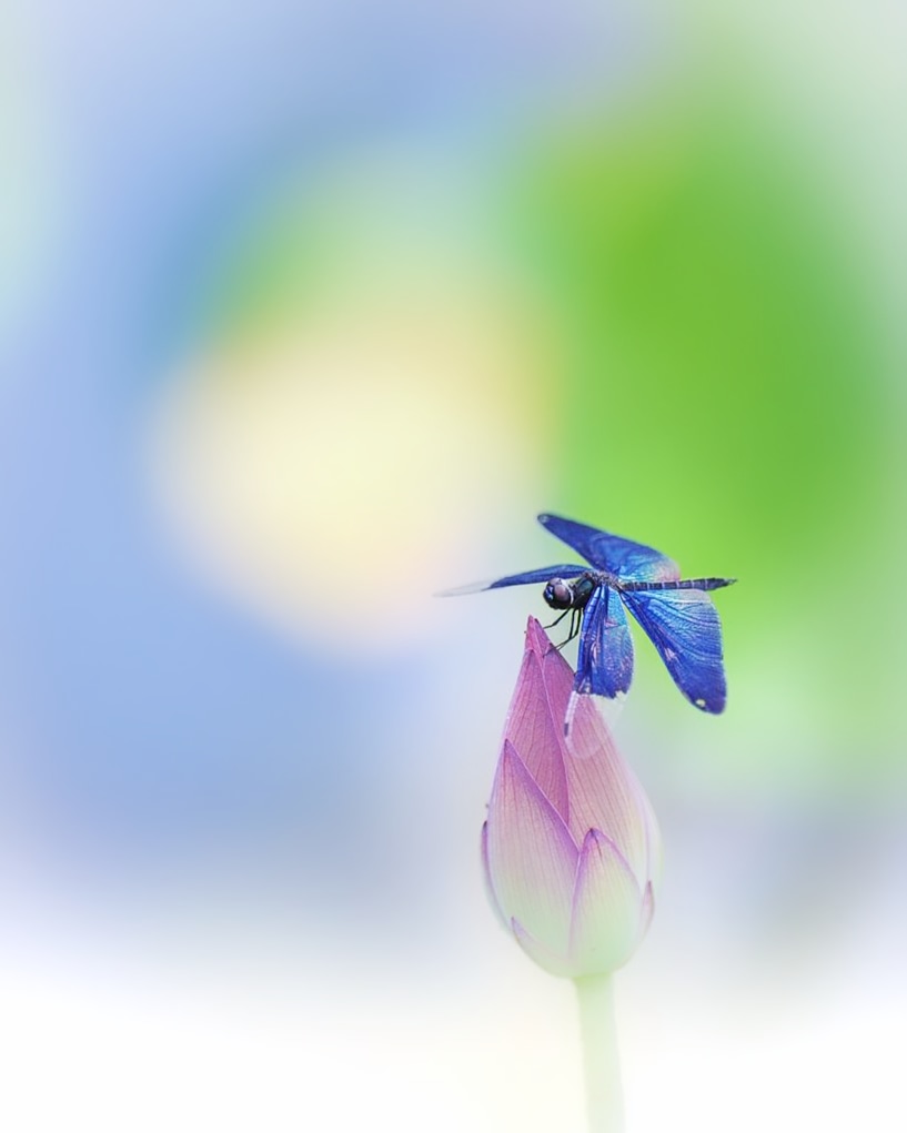『蓮』。