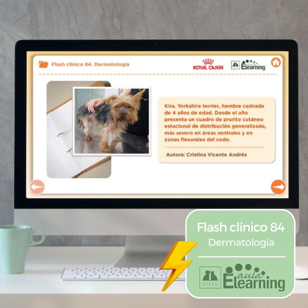 #Prurito estacional, pruebas negativas y un cuidador confundido. 
Nuevo caso en el #FlashClínicoAVEPA núm. 84 en #AulaElearning, por Cristina Vicente Andrés. Accede ya y descubre cómo se resolvió. 
formacion.avepaelearning.com/course/info.ph…
#DermatologíaVeterinaria #AVEPAElearning #Veterinaria