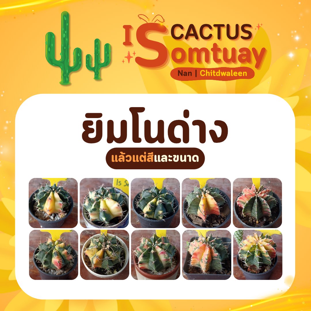 chitdder's tweet photo. 🌵IsSomtuay Is Cactus🌵 ค่าตัวเป็นมิตร เริ่มต้นแค่ 🔟🔟🔟 เกรดเลี้ยงเล่น ไม้สวย น่ารักมาก สนใจ DM มาเด้อ ยิ่งรับยิงแถมมม!!

#แคคตัส #กระบองเพชร #ตกแต่งบ้าน #แต่งบ้าน #cactus https://t.co/ScSaO8EPlk