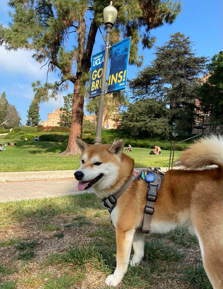 zhoubolei's tweet image. I've officially become an Associate Professor with tenure at @UCLA @UCLAengineering as we kick off the new academic year on July 1! Deepest gratitude to my mentors, my amazing students, and wonderful collaborators. Incredible journey so far—more exciting research ahead! 🚀