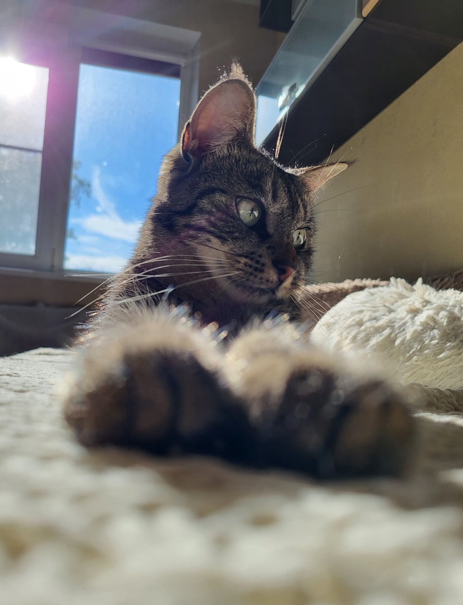 Kam kaķīti mīlulīti dienas skrējienā? #Nala