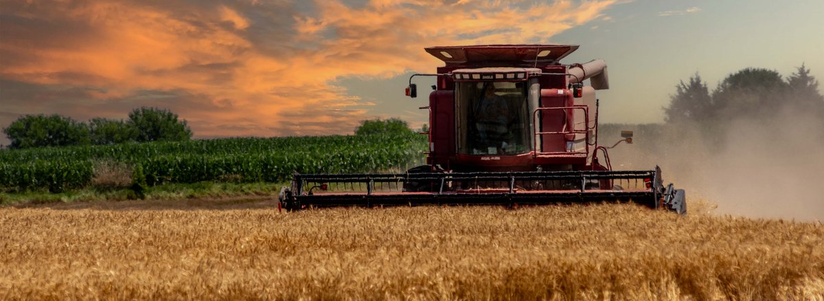 This year's wheat harvest was off to a slow start, says K-State wheat specialist Romulo Lollato. ksre-learn.com/wheat-harvest #ksre #kansaswheat