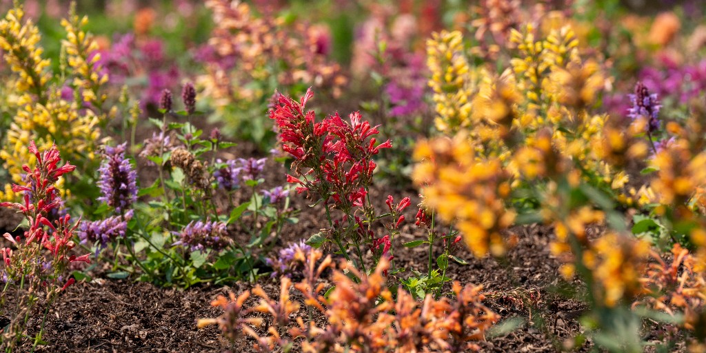 The Agastache trial is putting on a spectacular display in the Lavin Plant Evaluation Garden. Commonly known as hummingbird mint, these vibrant plants are being tested to determine which varieties stand out in just a single growing season.