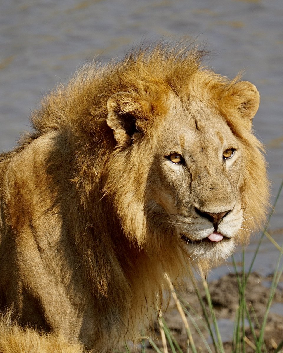 Mike Kusibab tweet media