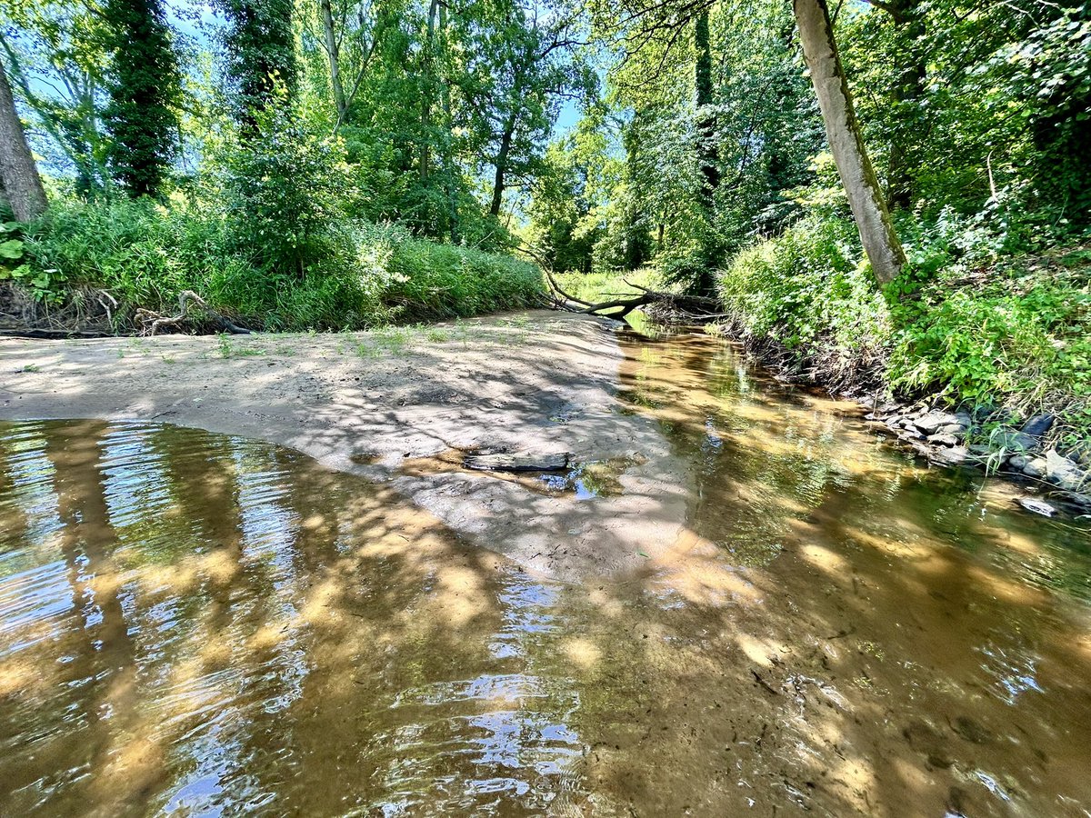 Een betere plek op een dag als vandaag: een verkoelend bos langs een helder stromende beek met een zandbank.