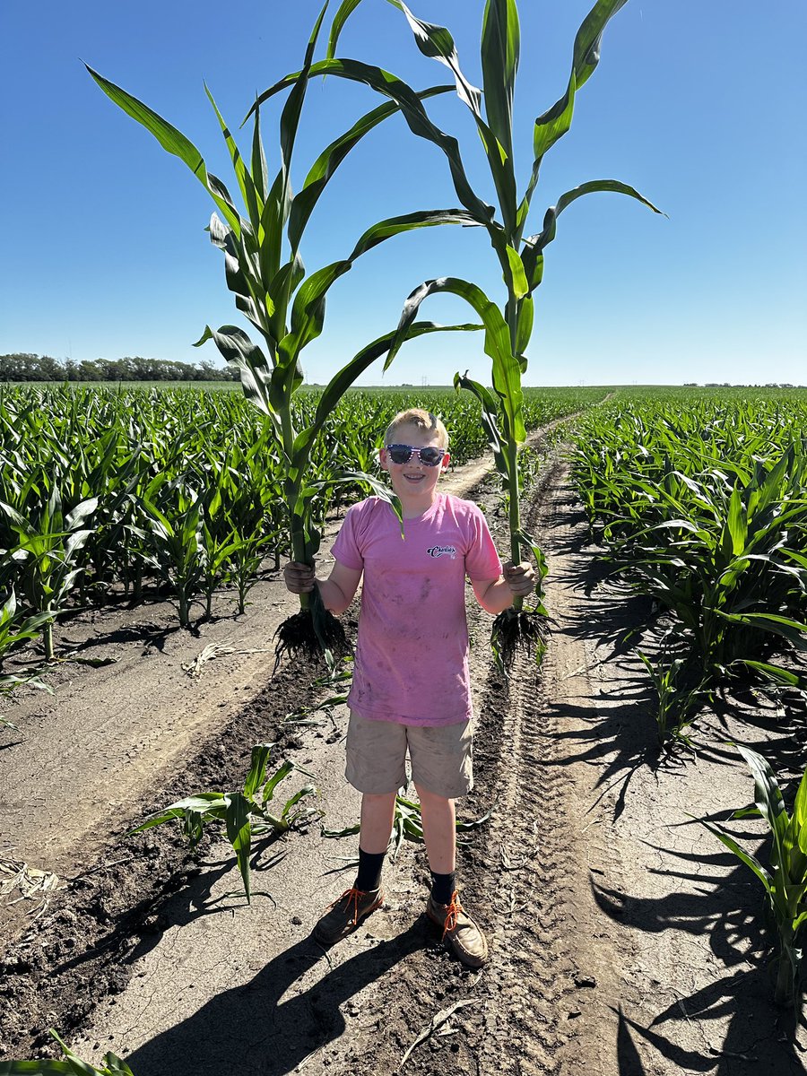 Colton helping us take an early look at 118 day short corn (left) and DKC 65-84 (right)!