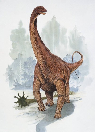 dinonostalgia's tweet image. Argentinosaurus, the lizard from Argentina, was a titanosaur sauropod from the Late Cretaceous of, well, Argentina.
It lived from 96 to 92 million years ago and could grow to 35 meters in length.