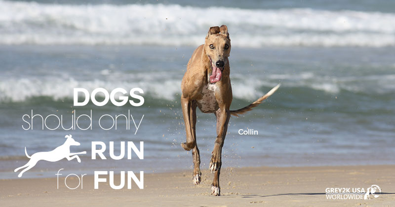 Greyt news! Our President Christine Dorchak is doing a 5K to help save the 2,000 greyhounds running for their lives at West Virginia dog tracks. 🐾

🏃‍♀️ Join Christine with a run of your own or cheer her on from the couch with a donation! grey2k.org/run4funtoday