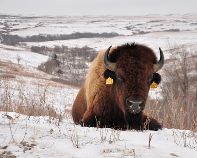 July is National Bison Month. We'd like to recognize these majestic animals who play a pivotal role in our research.