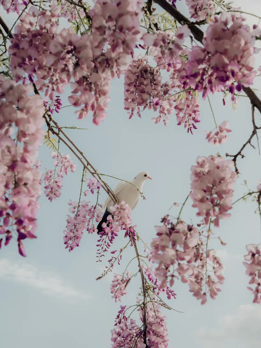 Don’t miss 𝐒𝐢𝐧𝐭𝐫𝐚, just 40 minutes away by train. A totally different vibe with palaces, gardens, and castles like Condessa d'Edla and Quinta da Regaleira. Perfect for a weekend trip. 🩷

#VisitLisboa 
visitlisboa.com 
📍 Sintra
📷  @fotografiabrunonabica