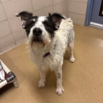 📣 Extended! Reduced adoption fees for dogs are sticking around through July. Open your heart and home to a dog in need today.
Adoption fees for dogs 6 months and up are $75, and fees for Benchwarmer dogs are $25. 🐶❤️ 
Stop by our Milwaukee Campus to meet your new best friend!