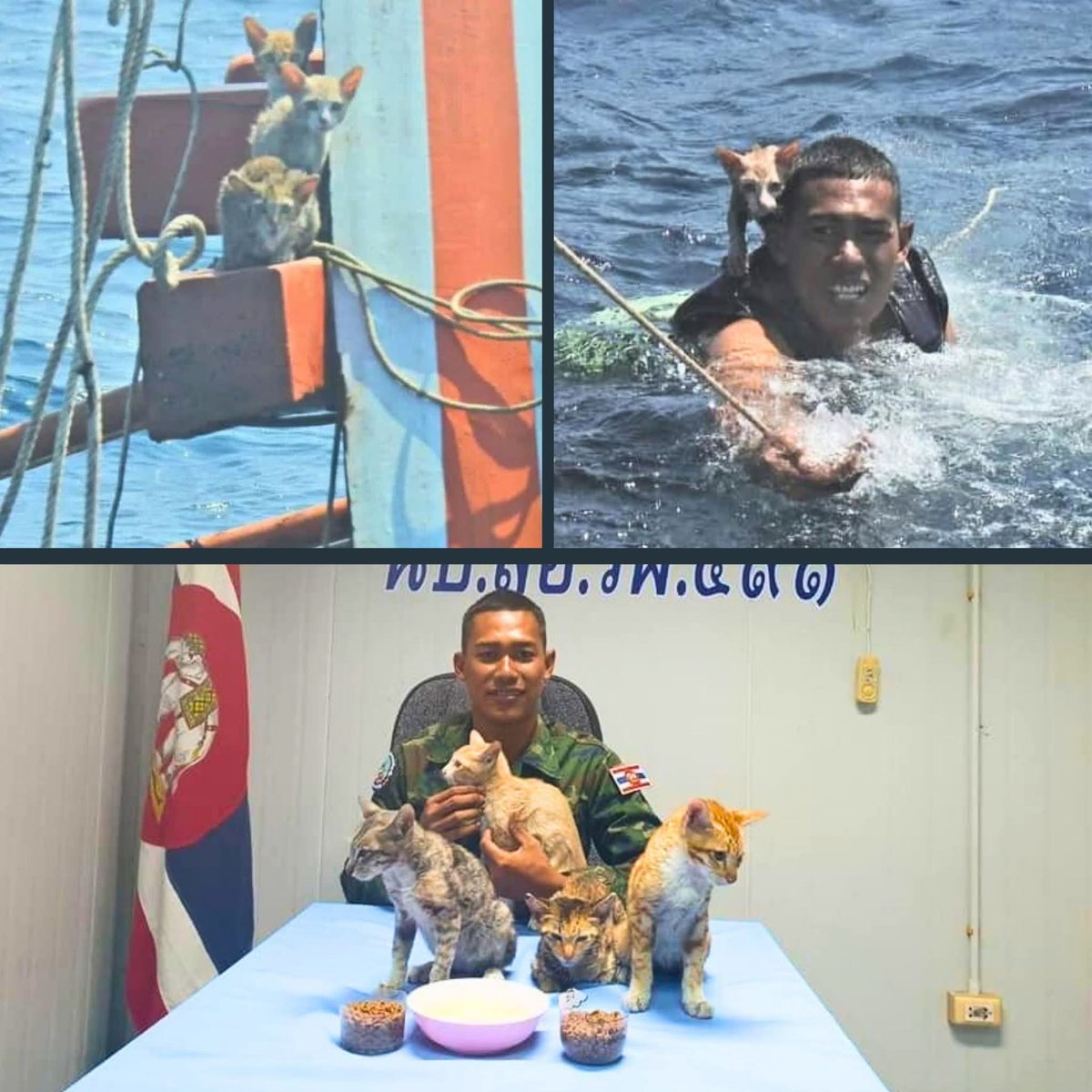 #heroe #rescate #gatitos