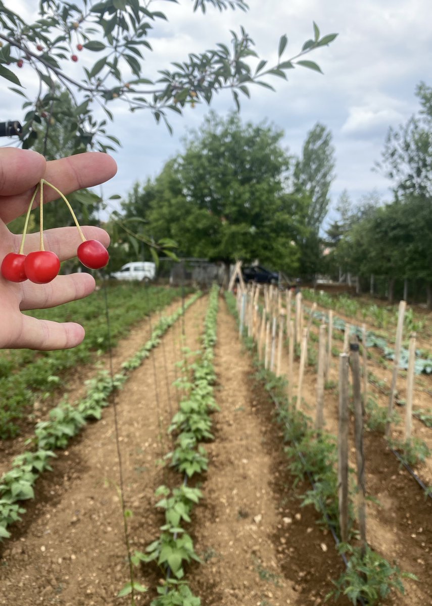 Ben diyorum koy koy 
Babam diyor köy köy