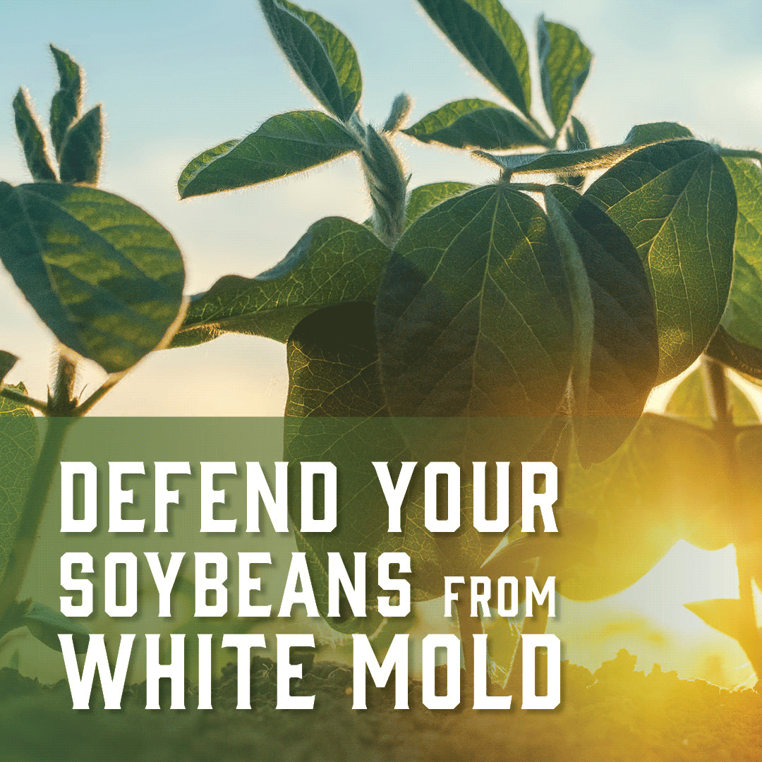 Gowan Company tweet media