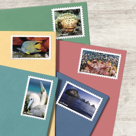 National Marine Sanctuary Foundation (@marinesanctuary) on Twitter photo National marine sanctuaries have the <a href="/USPS/">U.S. Postal Service</a> stamp of approval! 📬
These limited-edition #NationalMarineSanctuariesStamps were issued to celebrate the 50th anniversary of <a href="/sanctuaries/">Sanctuaries (NOAA)</a>! Learn the stories behind the stamps for #USPostageStampDay: ow.ly/SnWj50Wj9Ke National marine sanctuaries have the <a href="/USPS/">U.S. Postal Service</a> stamp of approval! 📬
These limited-edition #NationalMarineSanctuariesStamps were issued to celebrate the 50th anniversary of <a href="/sanctuaries/">Sanctuaries (NOAA)</a>! Learn the stories behind the stamps for #USPostageStampDay: ow.ly/SnWj50Wj9Ke