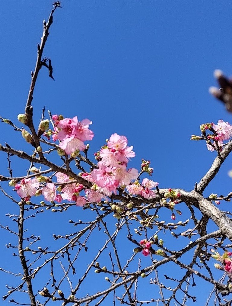 寒い日が続いていますが、咲きはじめました。
#桜 #さくら #南半球