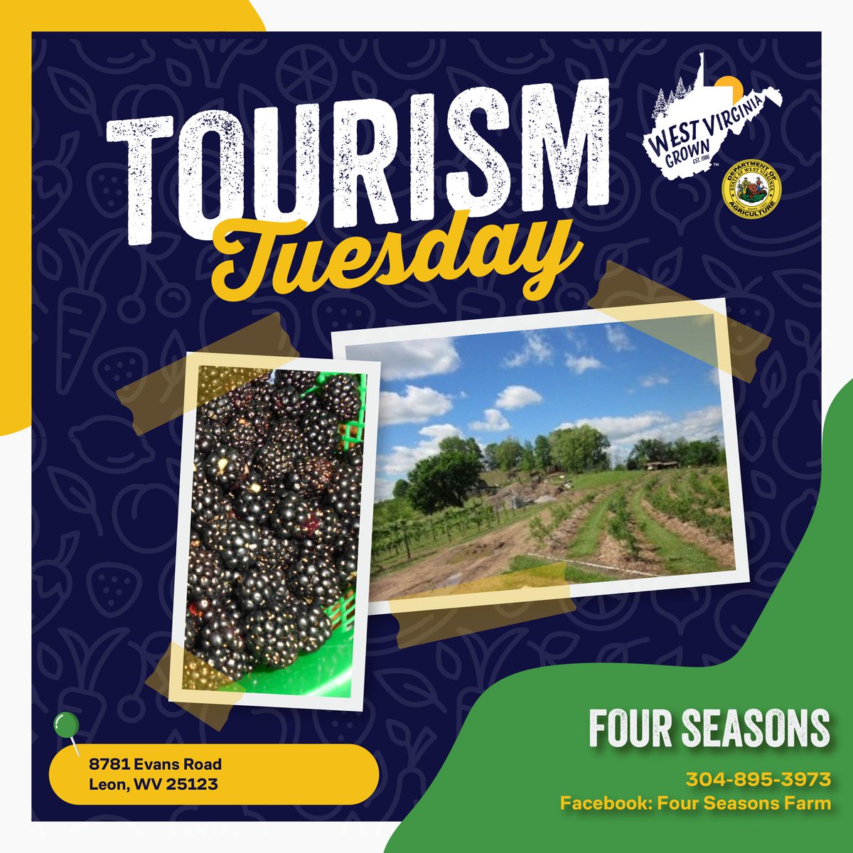 It's #TourismTuesday! Time to pack up the kids, hit the road, and head to Four Seasons Farm in Leon for some🫐berry🫐picking! This Mason County farm uses sustainable, organic farming practices. Call ahead to find out about picking times.